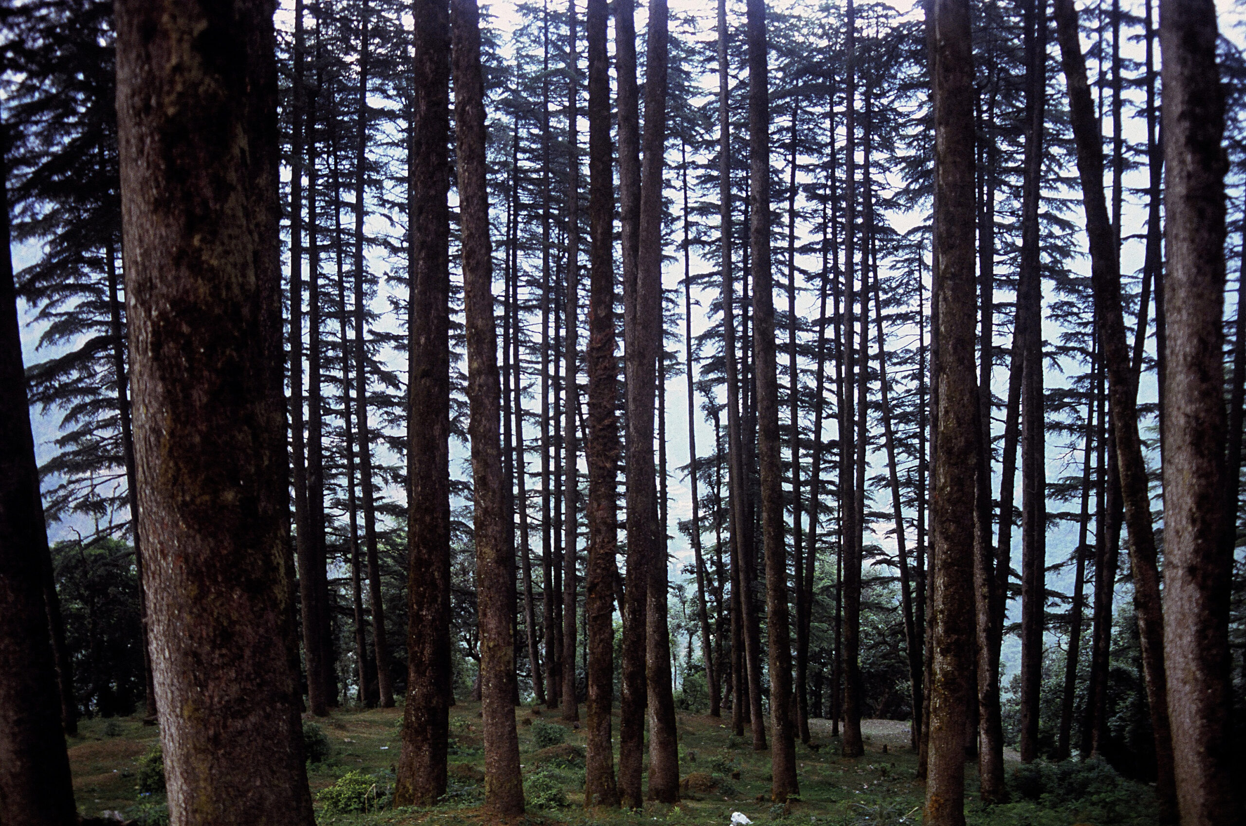 Dhanaulty Forest